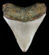 Juvenile Megalodon Tooth - North Carolina #59162-1